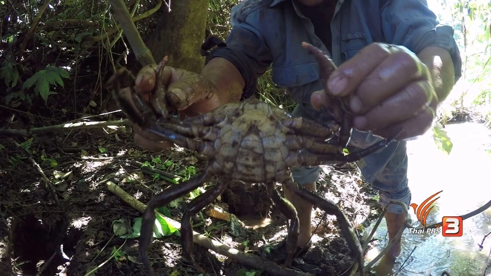 ตะลุยทั่วไทย : ปูผา