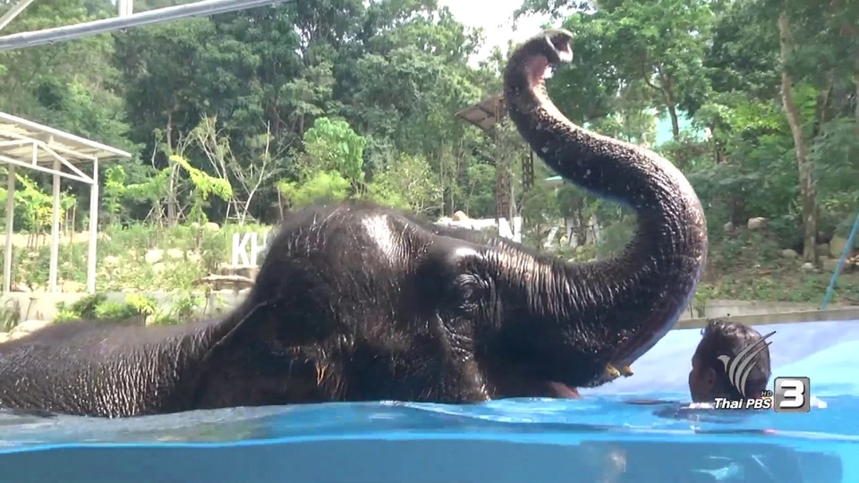 การว่ายน้ำของสัตว์