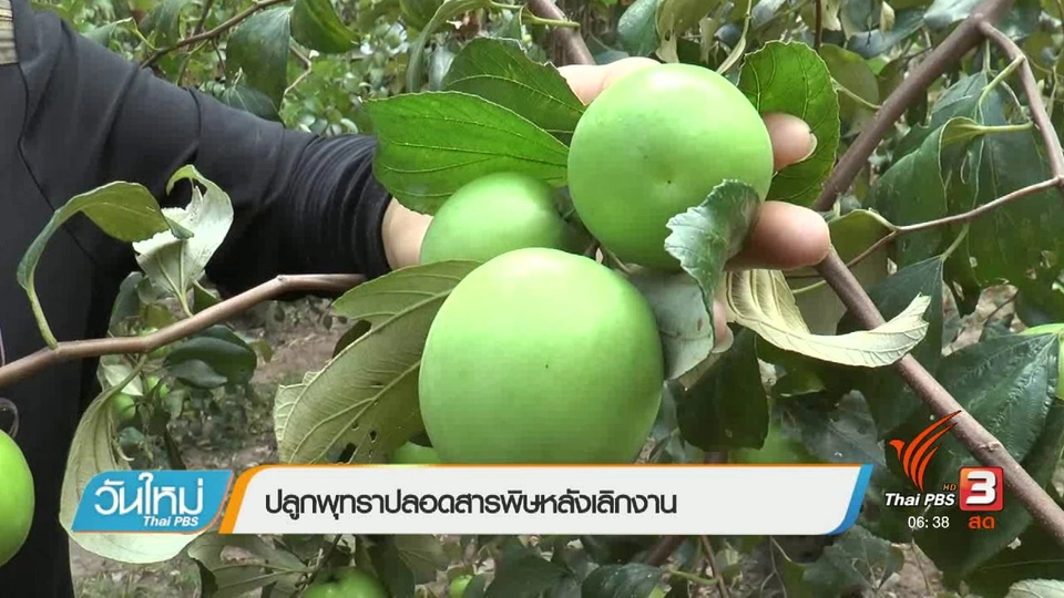 ลงทุนทำกิน : ปลูกพุทราปลอดสารพิษหลังเลิกงาน