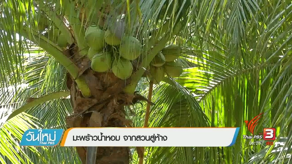 แปรรูปมะพร้าวน้ำหอม จากสวนสู่ห้าง