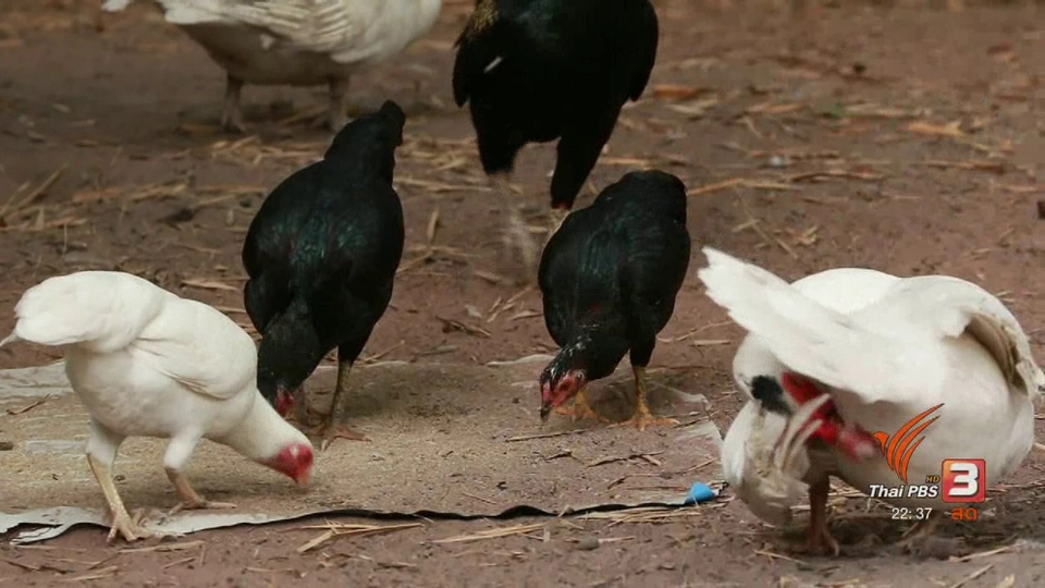 นักข่าวพลเมือง : บ้านคำปลาหลาย ชุมชนปลอดหนี้ จ.ขอนแก่น