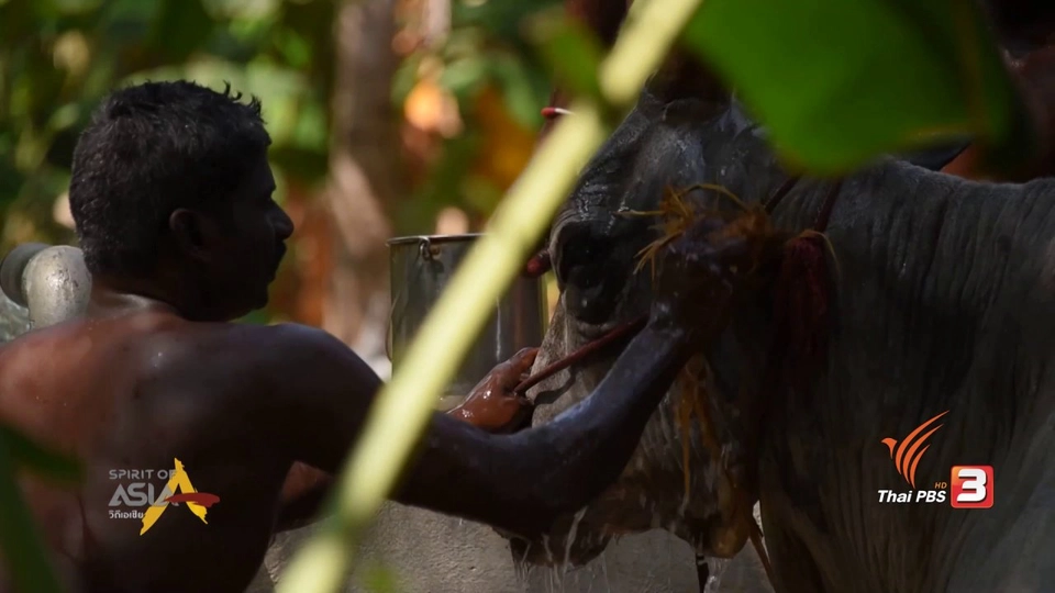 วัฒนธรรมต่อต้านของชาวทมิฬ