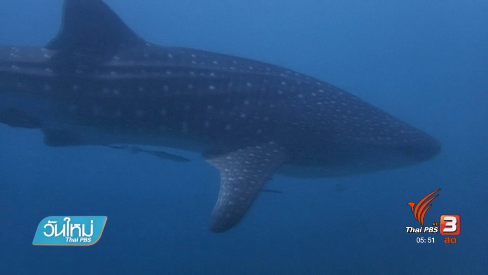 พบฉลามวาฬครั้งแรกในทะเลตรัง