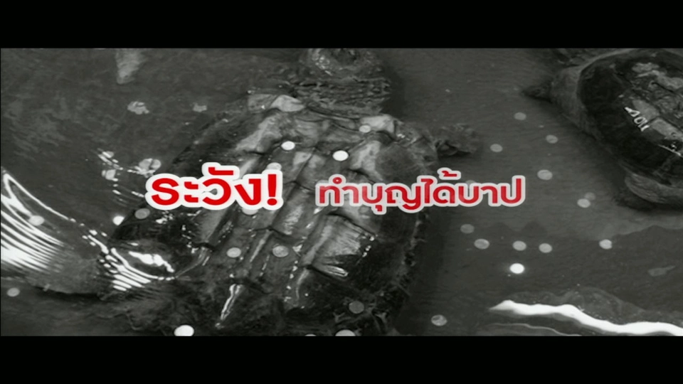 "โยนเหรียญลงบ่อสัตว์" พฤติกรรมเสี่ยงโชคสร้างโทษทางอ้อม!