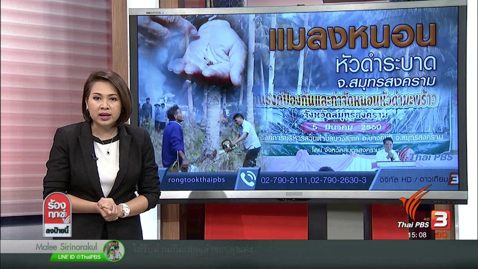 แมลงหนอนหัวดำระบาด จ.สมุทรสงคราม