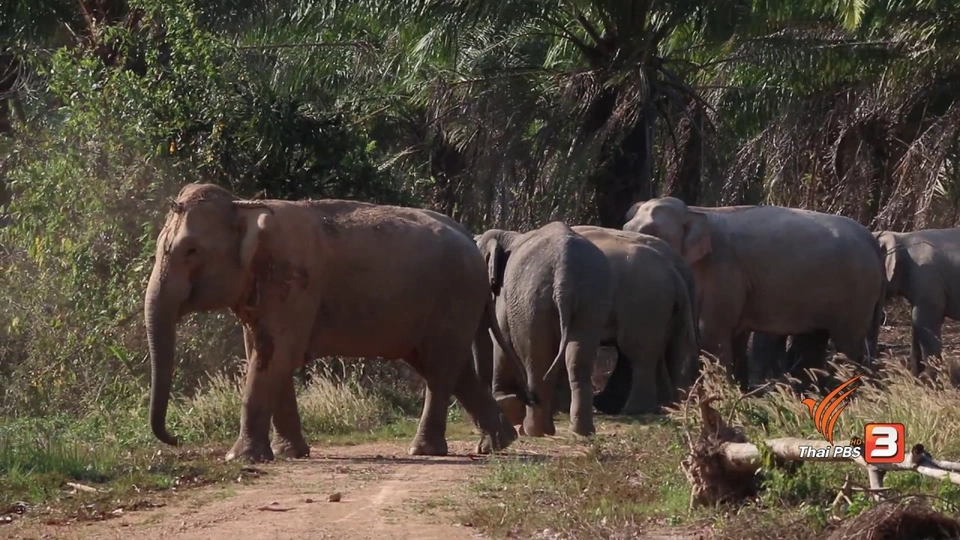 ตามช้างที่แก่งหางแมว