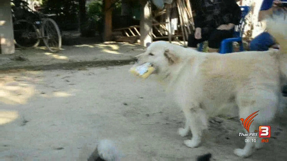 สุนัขแสนรู้ทำงานแลกเงินซื้อขนมกิน