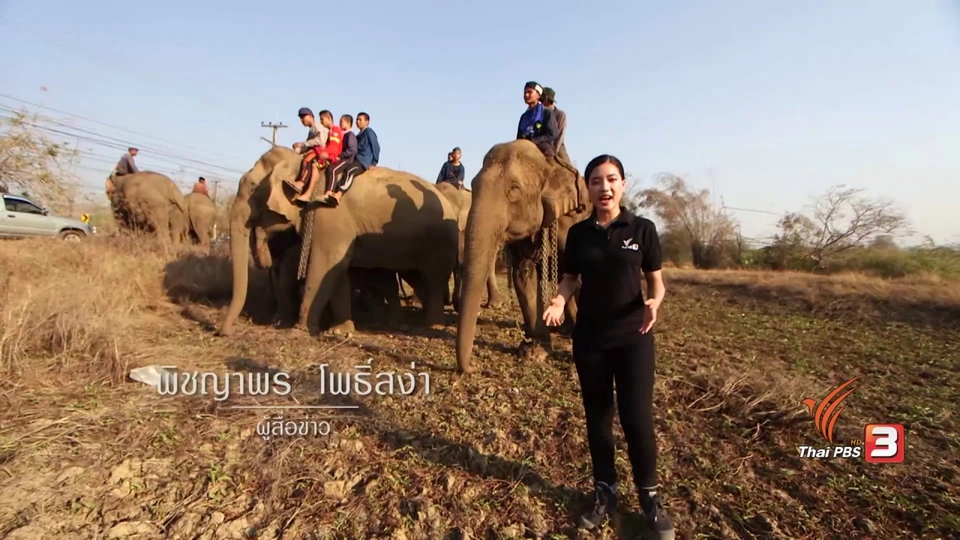 วิถีคน วิถีช้าง