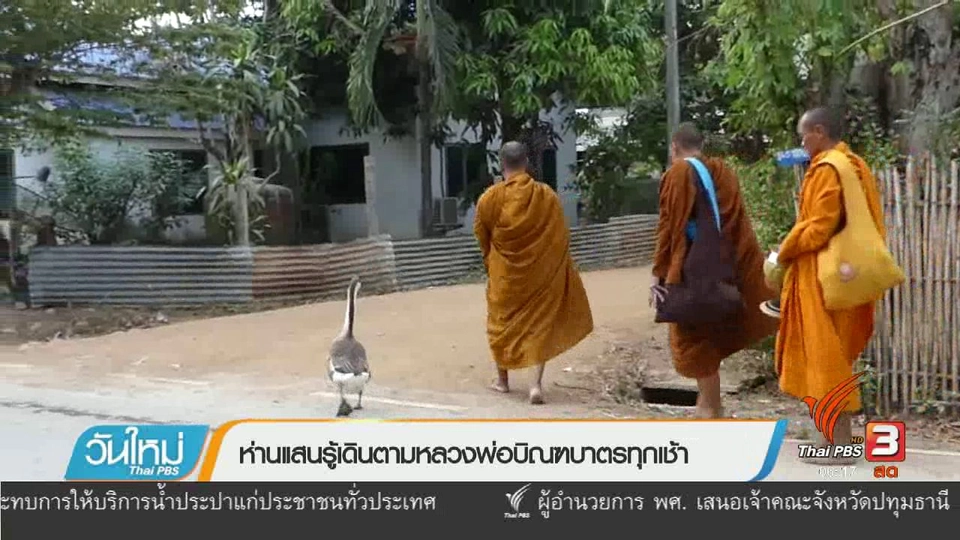 ห่านแสนรู้เดินตามหลวงพ่อบิณฑบาตรทุกเช้า