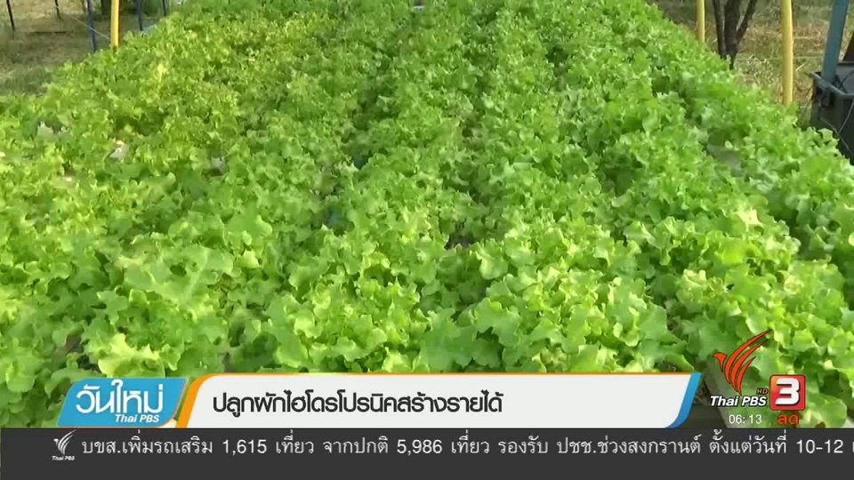 ปลูกผักไฮโดรโปรนิคสร้างรายได้