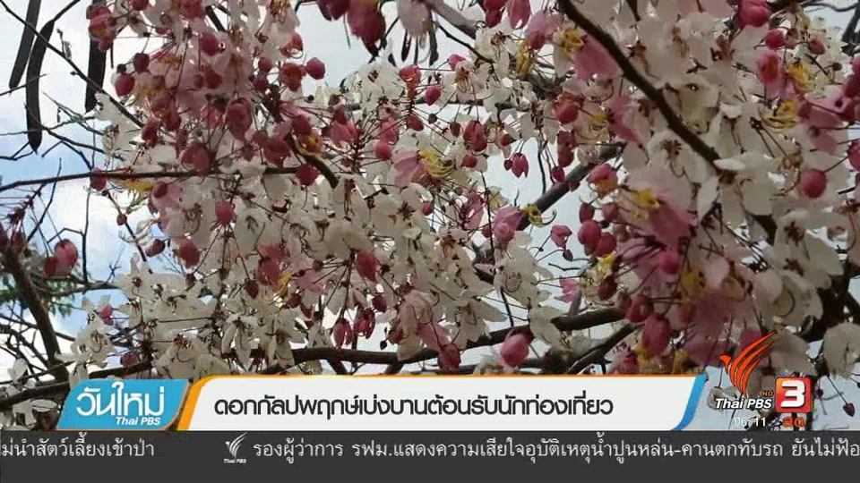 ดอกกัลปพฤกษ์เบ่งบานต้อนรับนักท่องเที่ยว