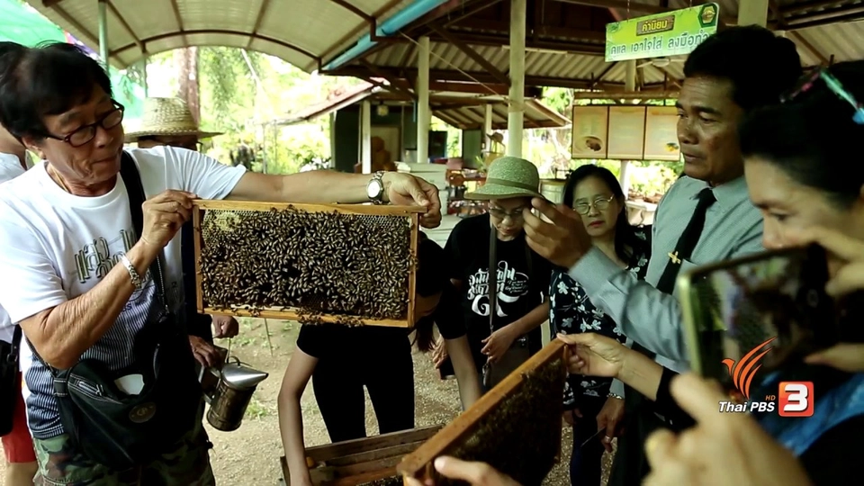 เก๋ายกก๊วน : นานาประโยชน์จากผึ้ง