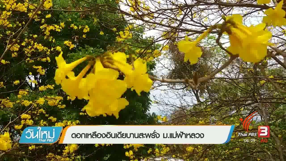 ดอกเหลืองอินเดียบานสะพรั่ง ม.แม่ฟ้าหลวง