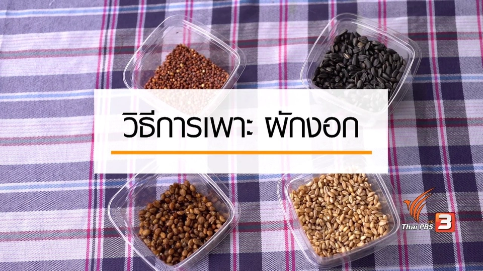 ปลูกผักงอก