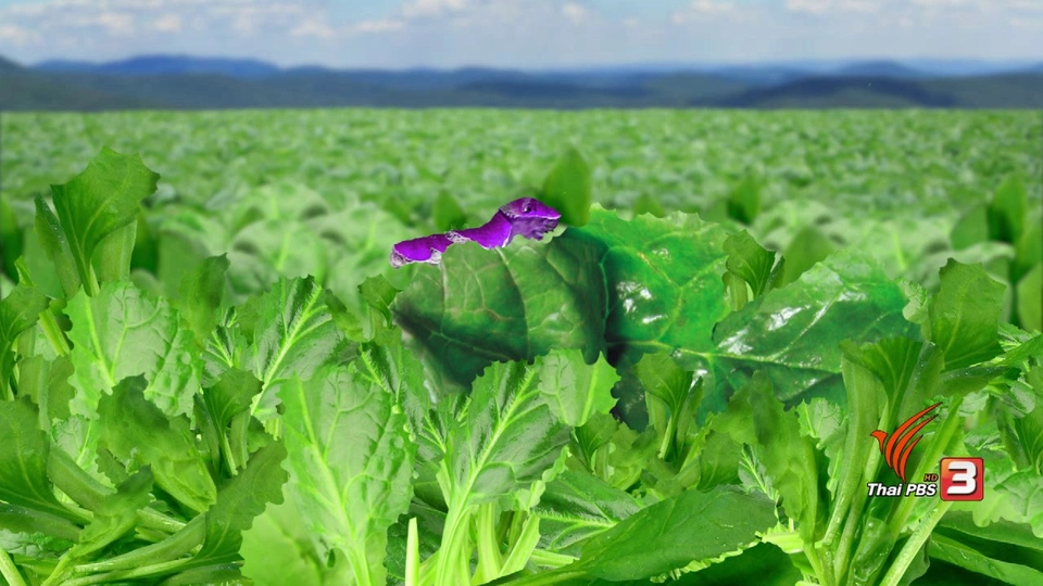 หนอนจอมซน