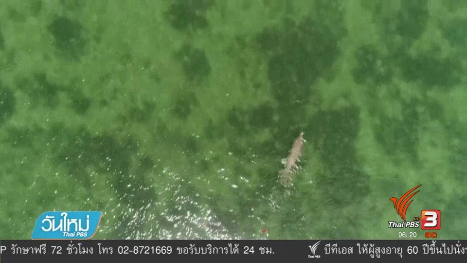 พะยูนติดสัญญาณดาวเทียมใช้ชีวิตตามปกติ