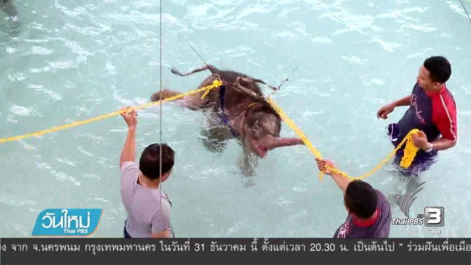 สวนนงนุชใช้ธาราบำบัดอาการป่วยลูกช้างป่า