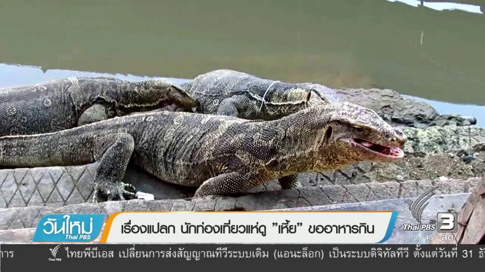 เรื่องแปลกนักท่องเที่ยวแห่ดู "เหี้ย" ขออาหารกิน