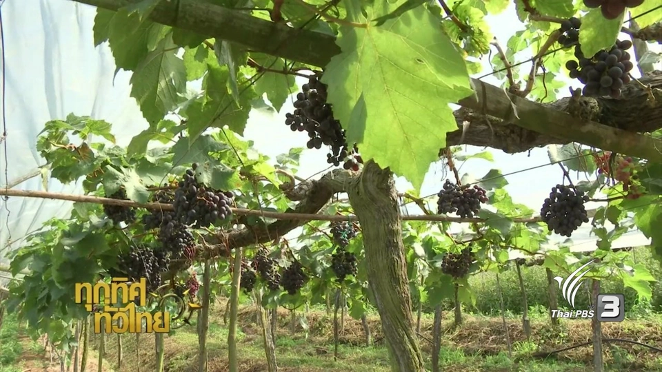 ศูนย์พัฒนาโครงการหลวงปางอุ๋ง อ.แม่แจ่ม จ.เชียงใหม่