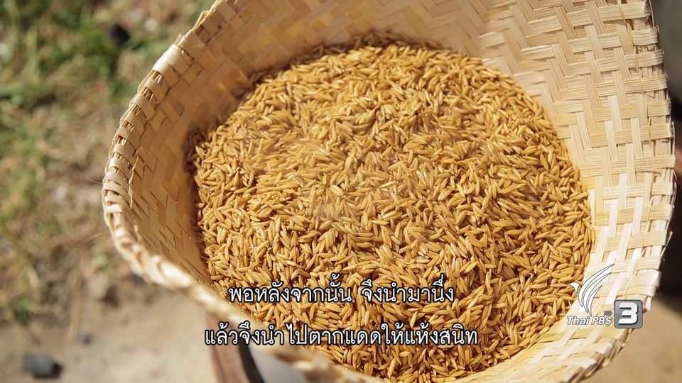 ข้าวกล้องงอก