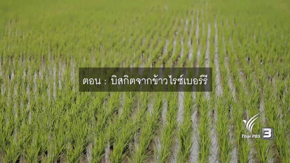 บิสกิตจากข้าวไรซ์เบอร์รี