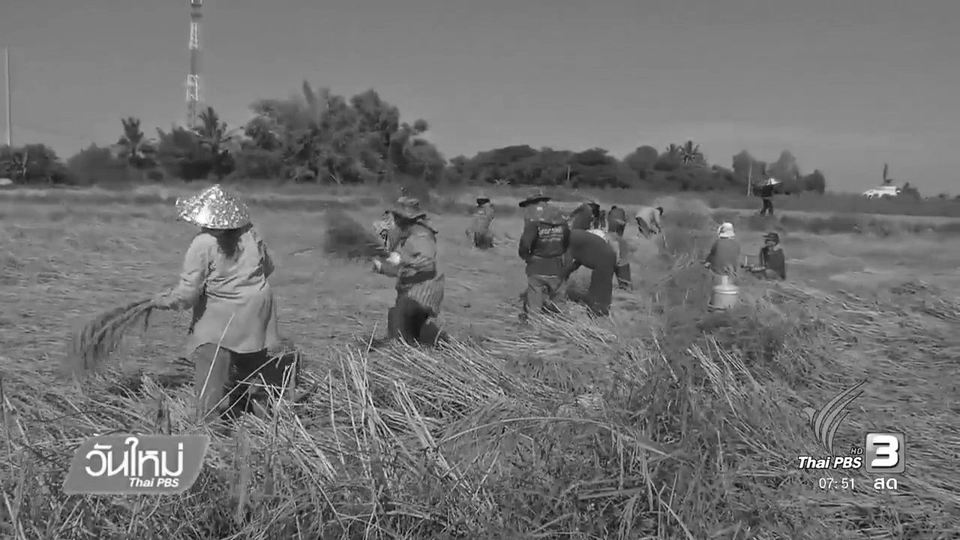 ชาวนายโสธรปรับตัวทำนาอินทรีย์