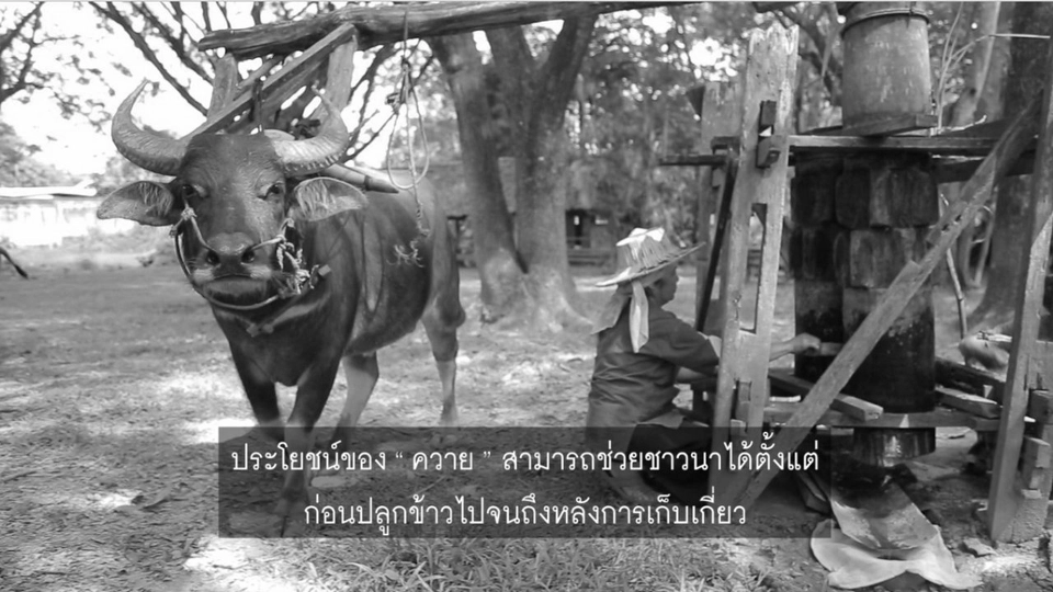 บุญคุณของควาย
