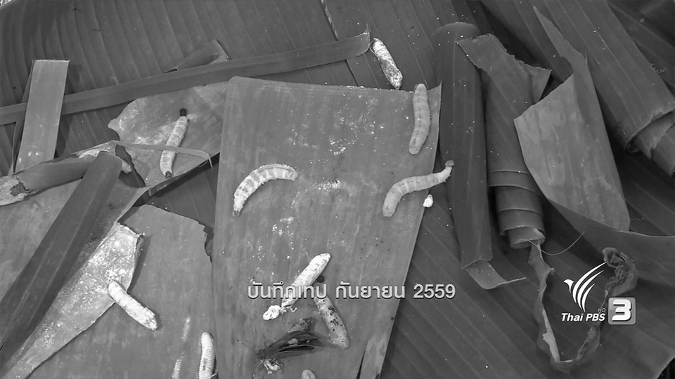 ตะลุยทั่วไทย : ด้วงกล้วย