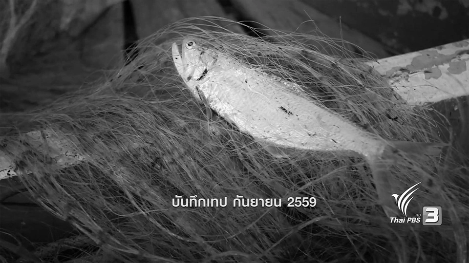 ตะลุยทั่วไทย : ปลาลูกแมว