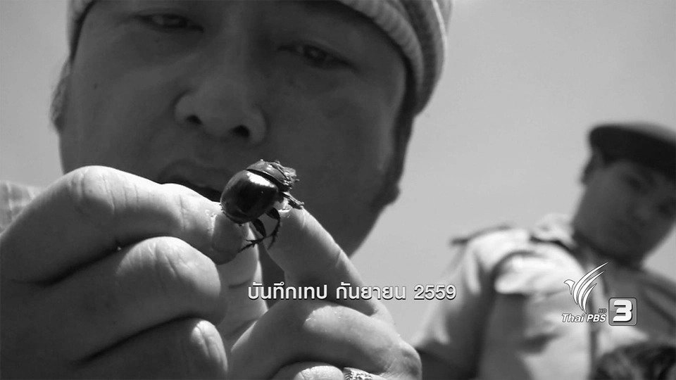 ตะลุยทั่วไทย : กุ๊ดจี่ขี้ควาย