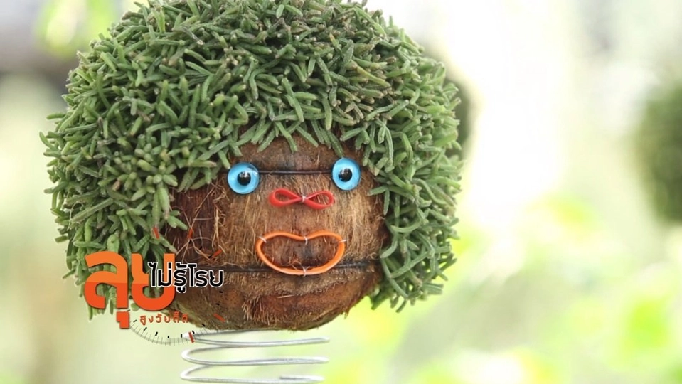 ไม้ประดับดาวล้านดวง