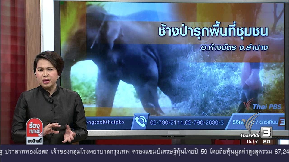 ช้างป่ารุกพื้นที่ชุมชน อ.ห้างฉัตร จ.ลำปาง