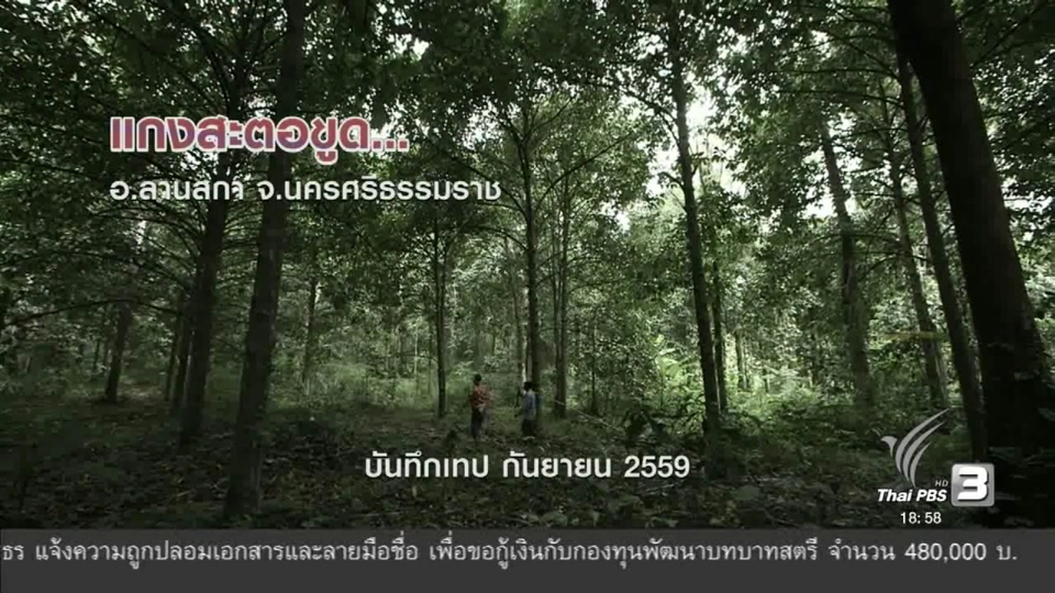 ตะลุยทั่วไทย : แกงสะตอขูด