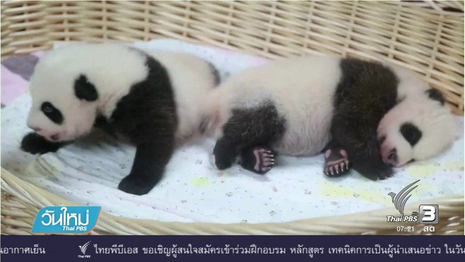 เปิดตัวลูกแพนด้าแฝดในจีน