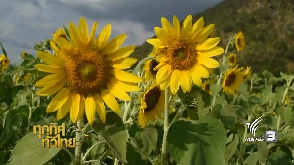 ประเด็นข่าว ( 7 ธ.ค. 59)