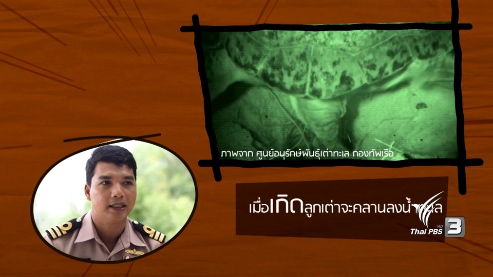 อาสาสมัครพิทักษ์เต่า