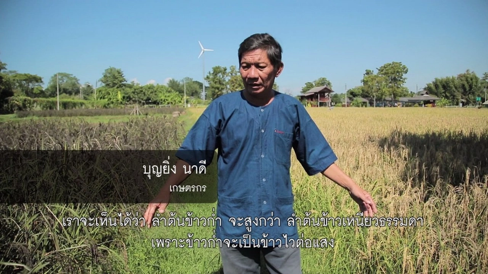 ปลูกข้าวหลายตา