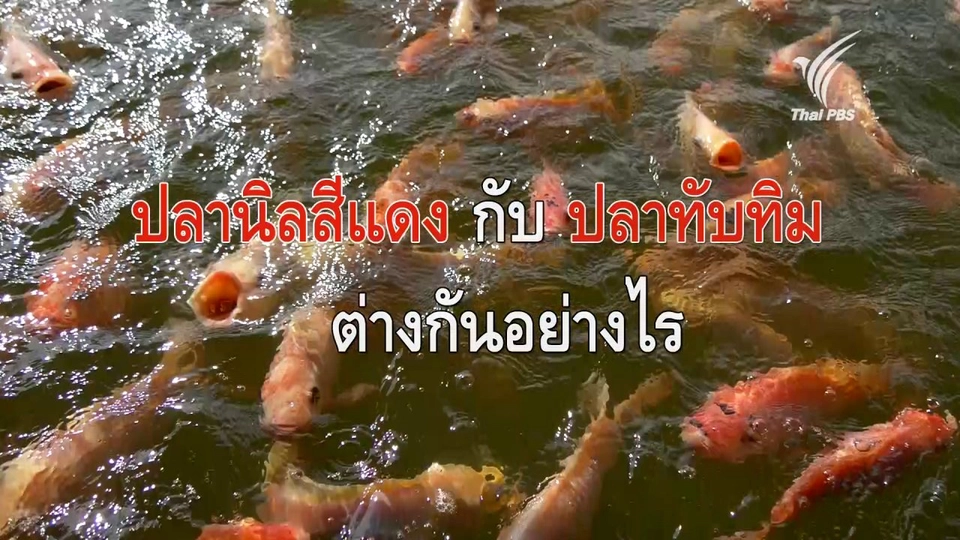 ปลานิลสีแดงกับปลาทับทิม ต่างกันอย่างไร