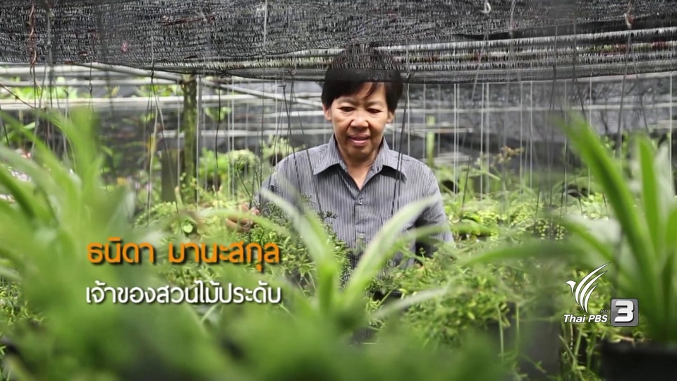 ไม้ประดับเขากวางกลม