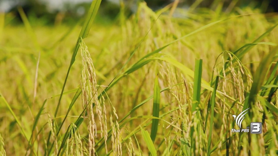 ​ข้าวหอมมะลิธรรมศาสตร์