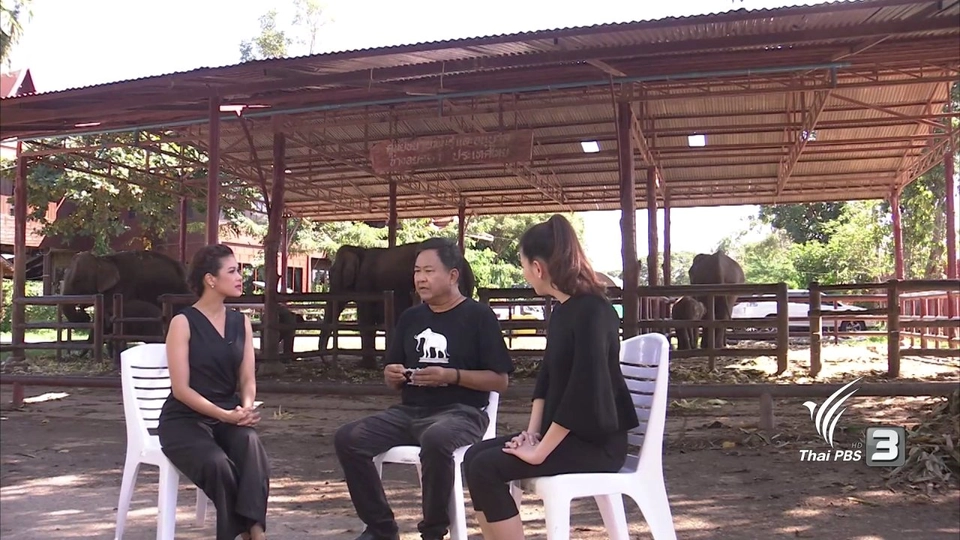 มูลนิธิพระคชบาลกับช้างไทย