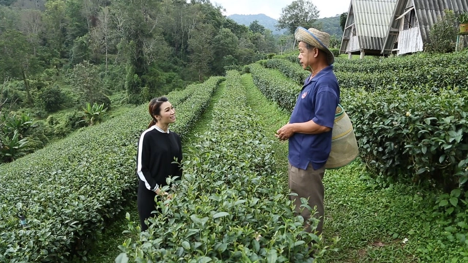 Young @ Heart : ชม ดม ดื่ม ชาที่ม่อนเงาะ