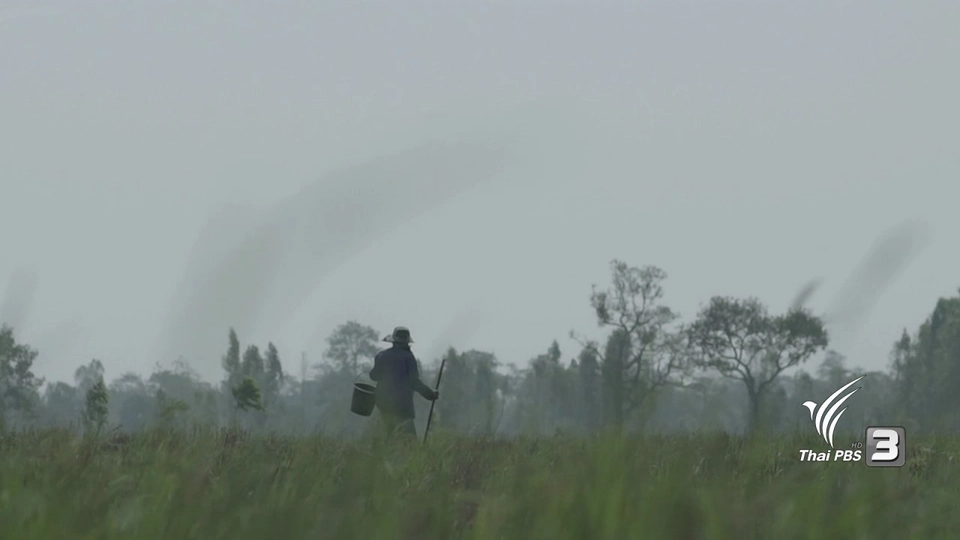 ปณิธานต้นไม้ : ต้นไม้ = ปณิธาน