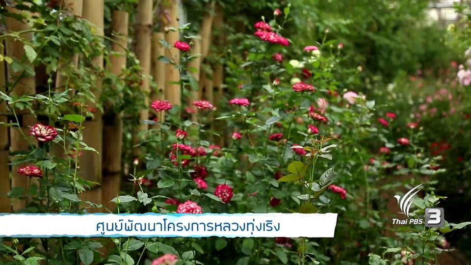 รู้สู้โรค : ศูนย์พัฒนาโครงการหลวงทุ่งเริง