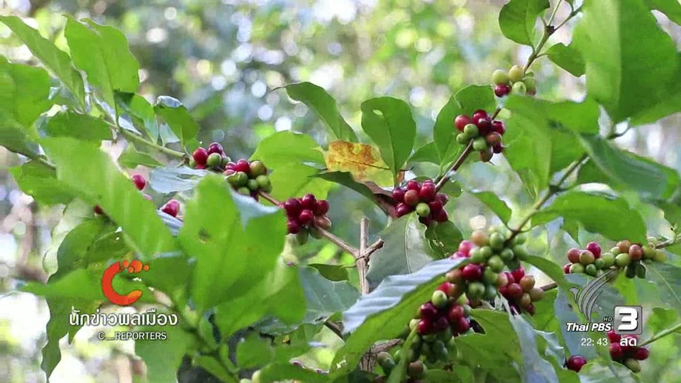 นักข่าวพลเมือง : กาแฟของคนบนพื้นที่สูง บ้านพะอัน อ.อมก๋อย จ.เชียงใหม่
