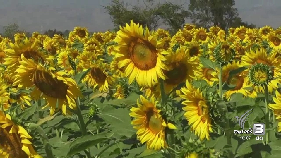 สวนพฤกษศาสตร์