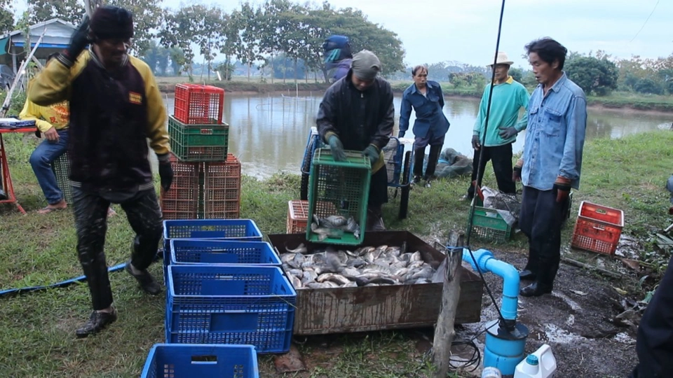 ปลานิลถิ่นเหนือ​