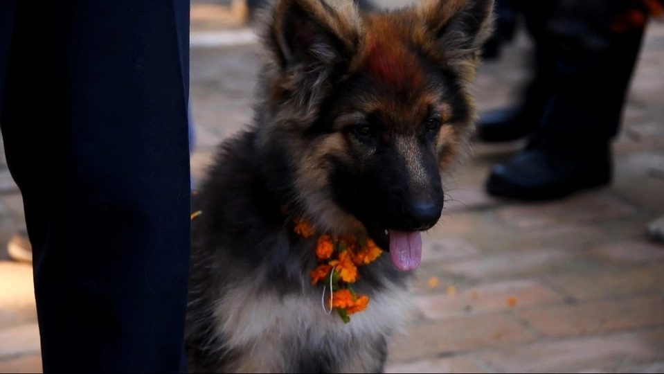 Spirit of Asia : เทศกาลบูชาสัตว์ในเนปาล