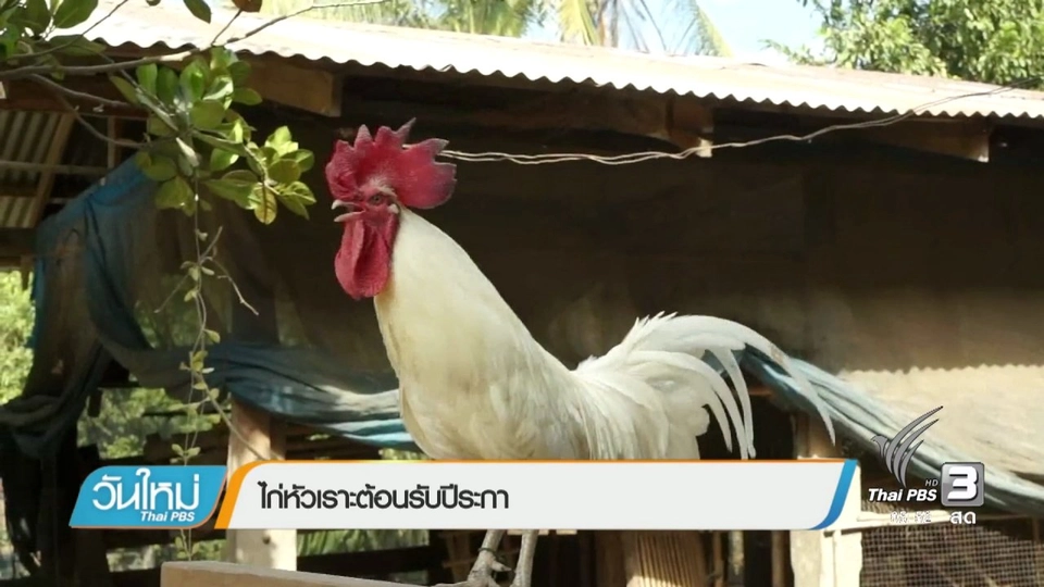 ไก่หัวเราะต้อนรับปีระกา