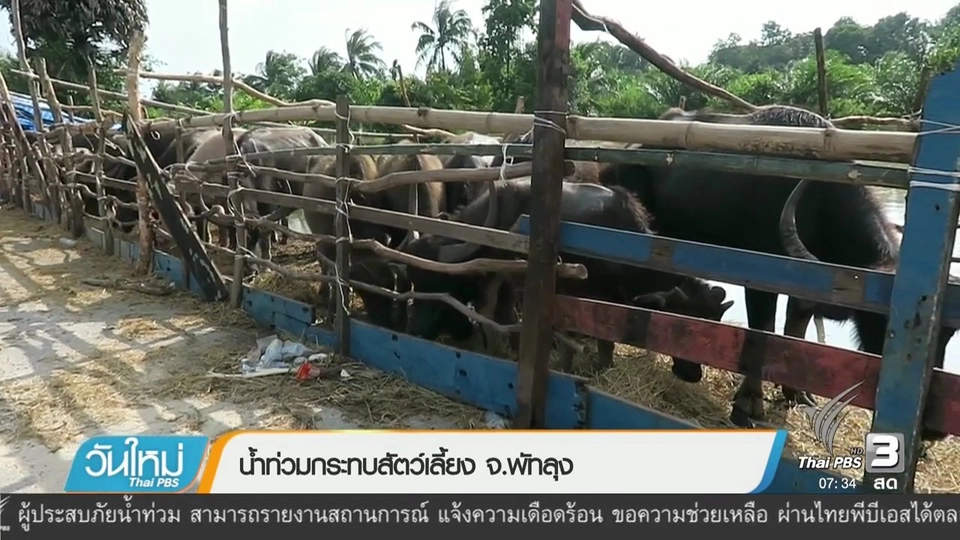 น้ำท่วมกระทบสัตว์เลี้ยง จ.พัทลุง